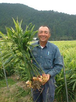 高知県産「四万十の香り」黄金生姜を栽培管理している「はちきん生姜生産組合」の玉川梅雄さん