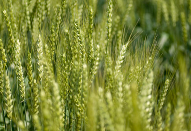 小麦イメージ画像